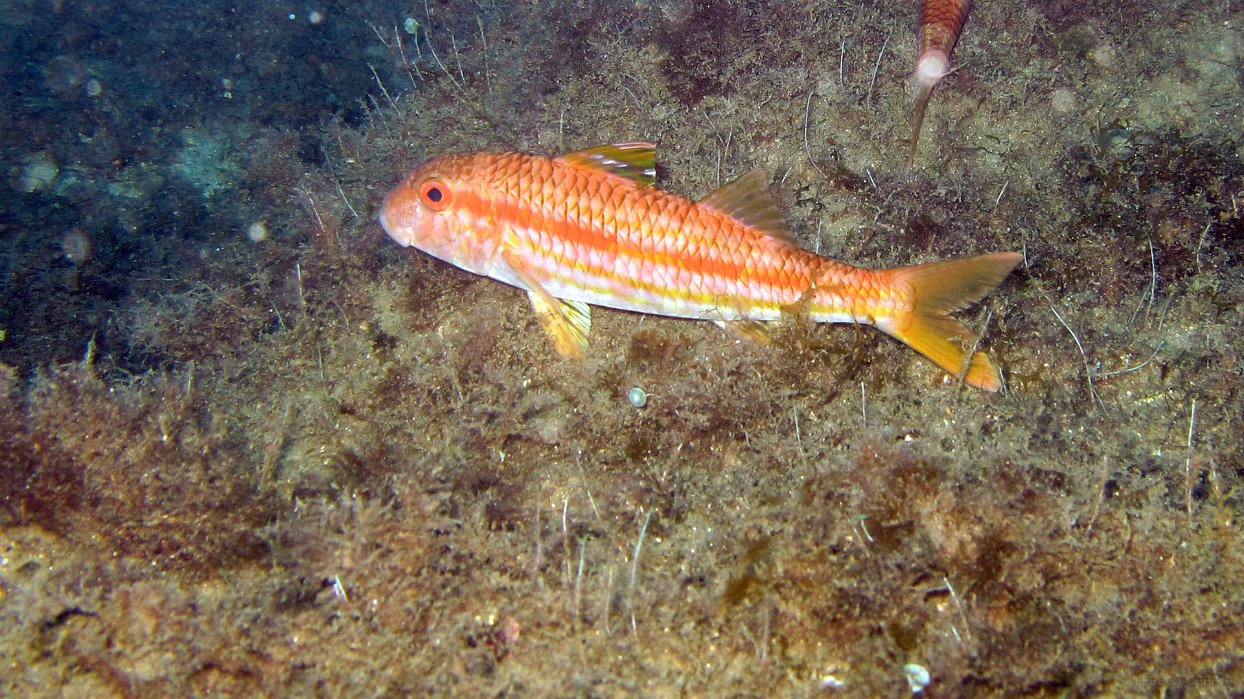 125 Rouget de roche (Mullus surmuletus).JPG - Rouget de roche (Mullus surmuletus) : Barbillons visibles seulement quand l'animal fouille le sable